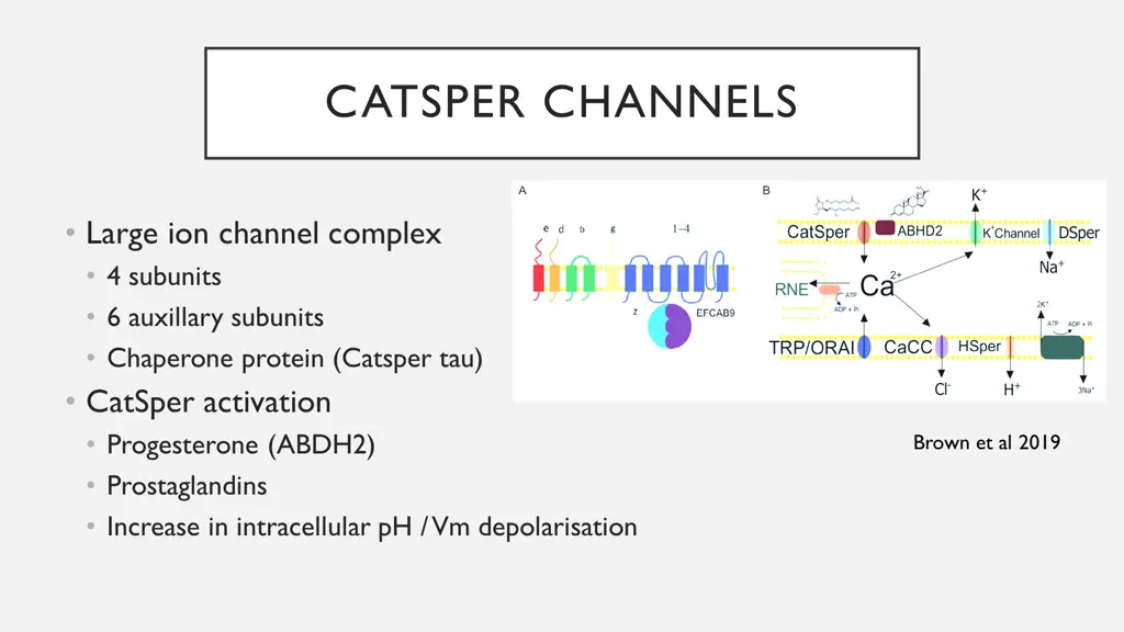 catsper channels