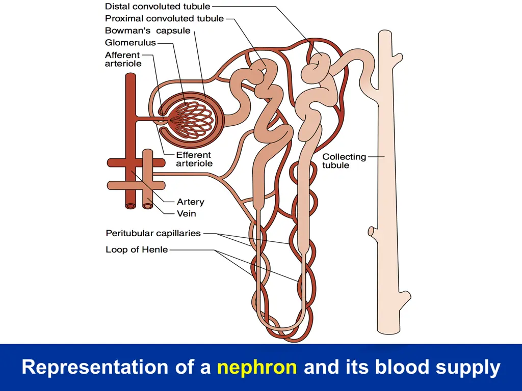 representation of a nephron and its blood supply
