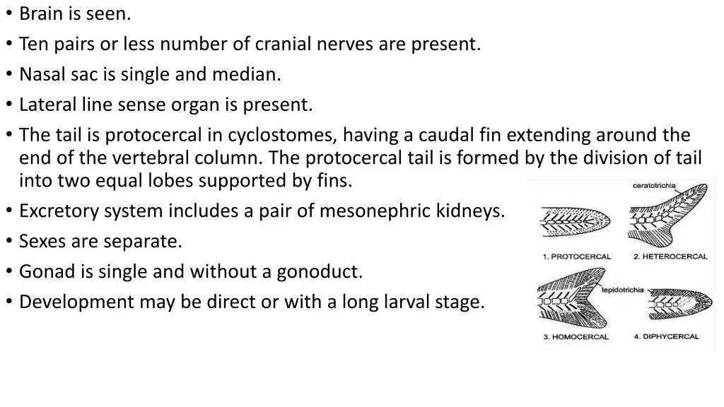 brain is seen ten pairs or less number of cranial