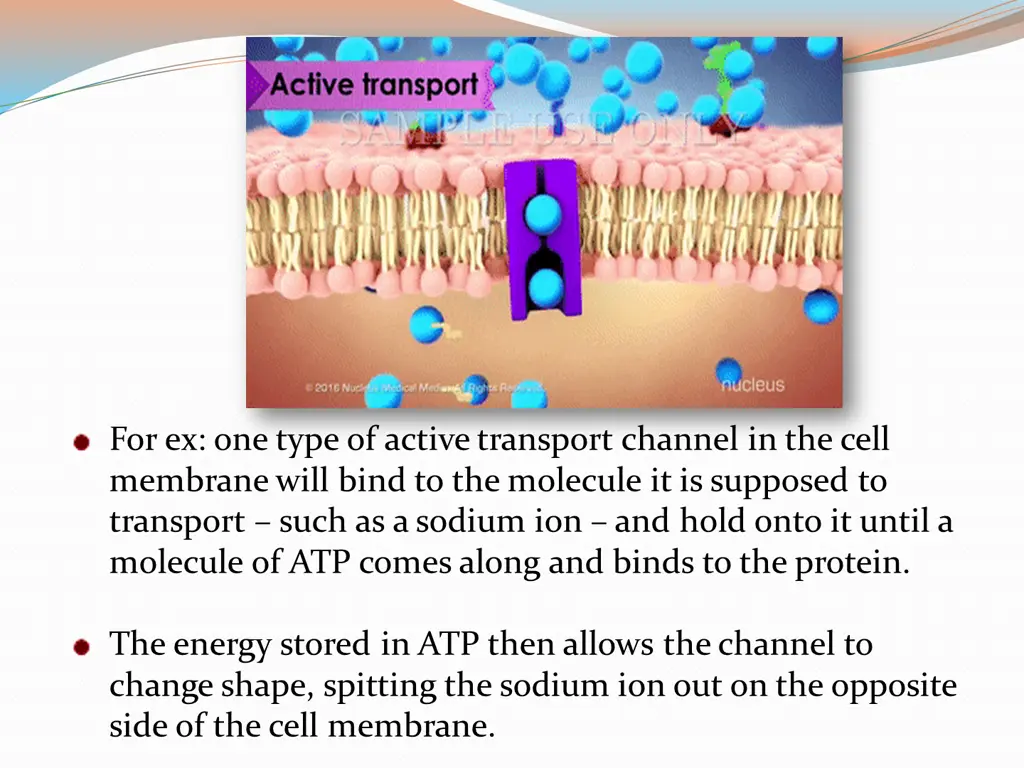 for ex one type of active transport channel