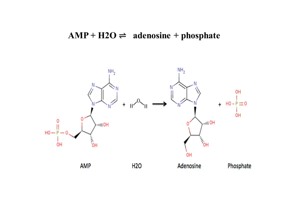 amp h2o adenosine phosphate