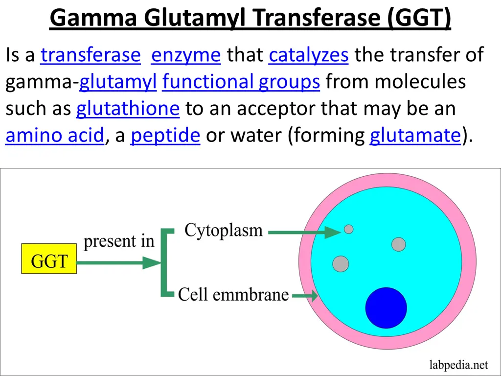 gamma glutamyl transferase ggt