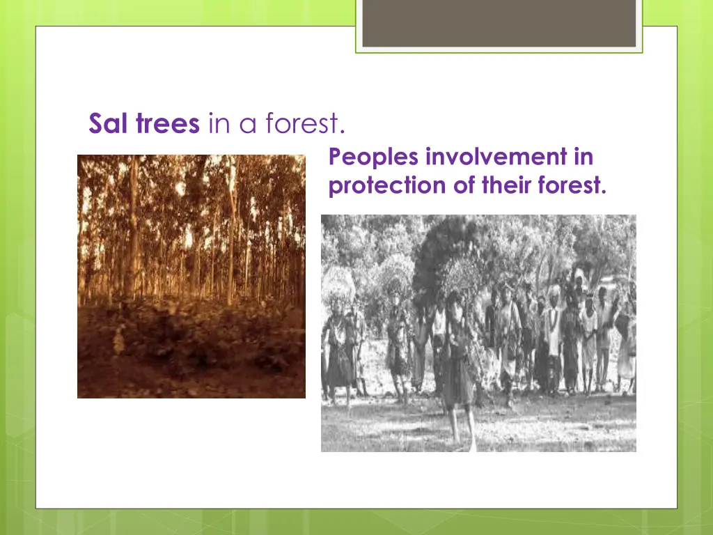 sal trees in a forest