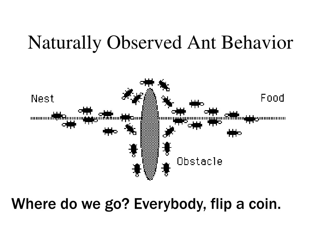 naturally observed ant behavior 2