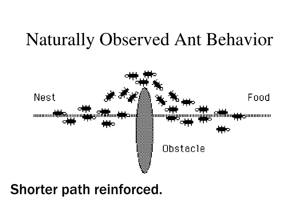 naturally observed ant behavior 3