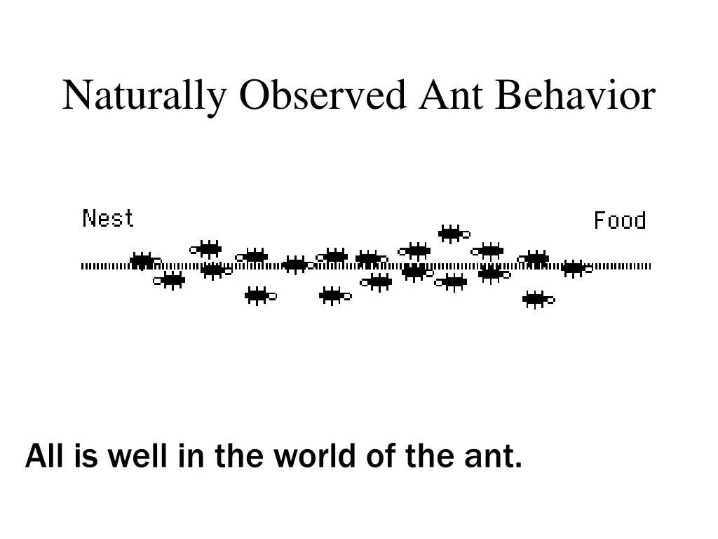 naturally observed ant behavior