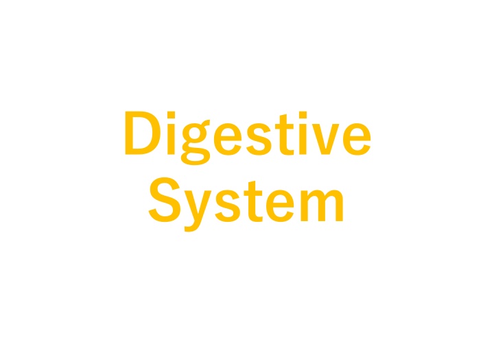 digestive system