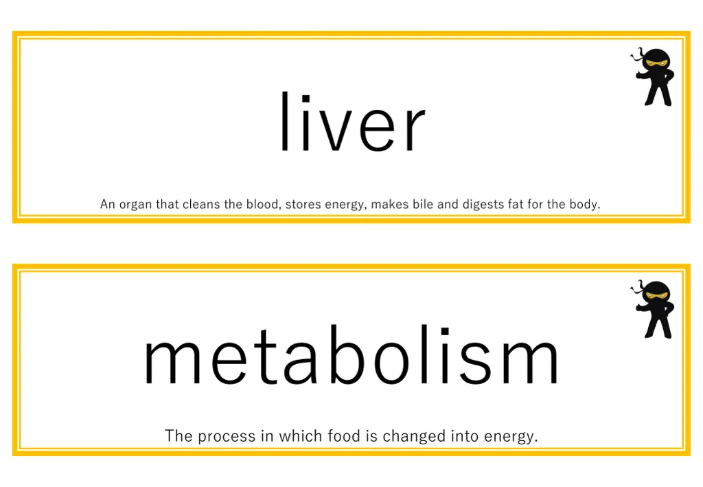 liver