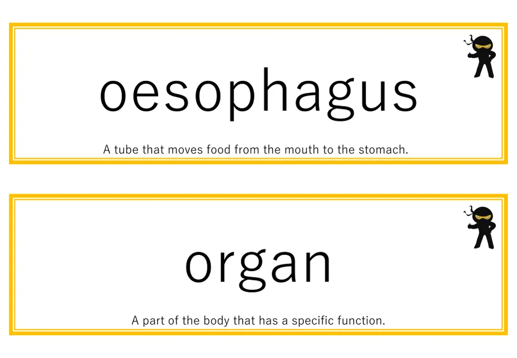 oesophagus