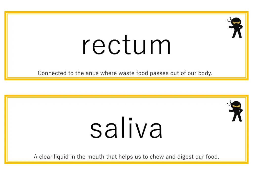 rectum