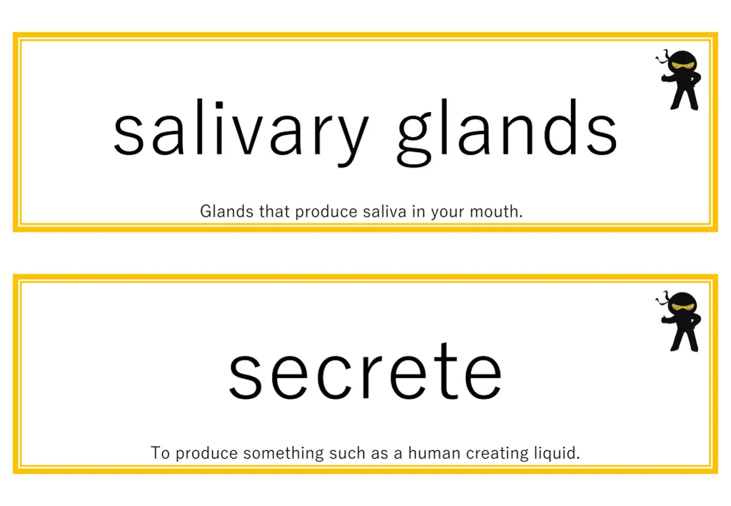 salivary glands