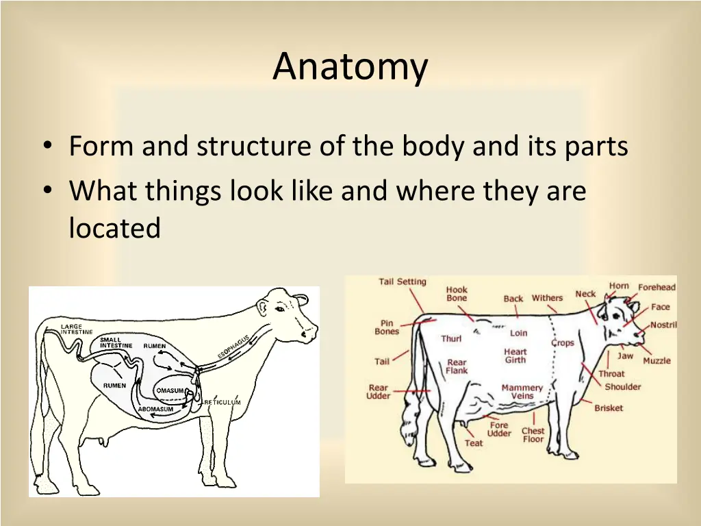 anatomy