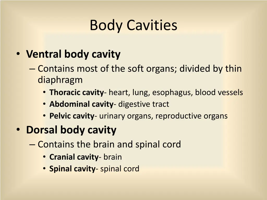 body cavities