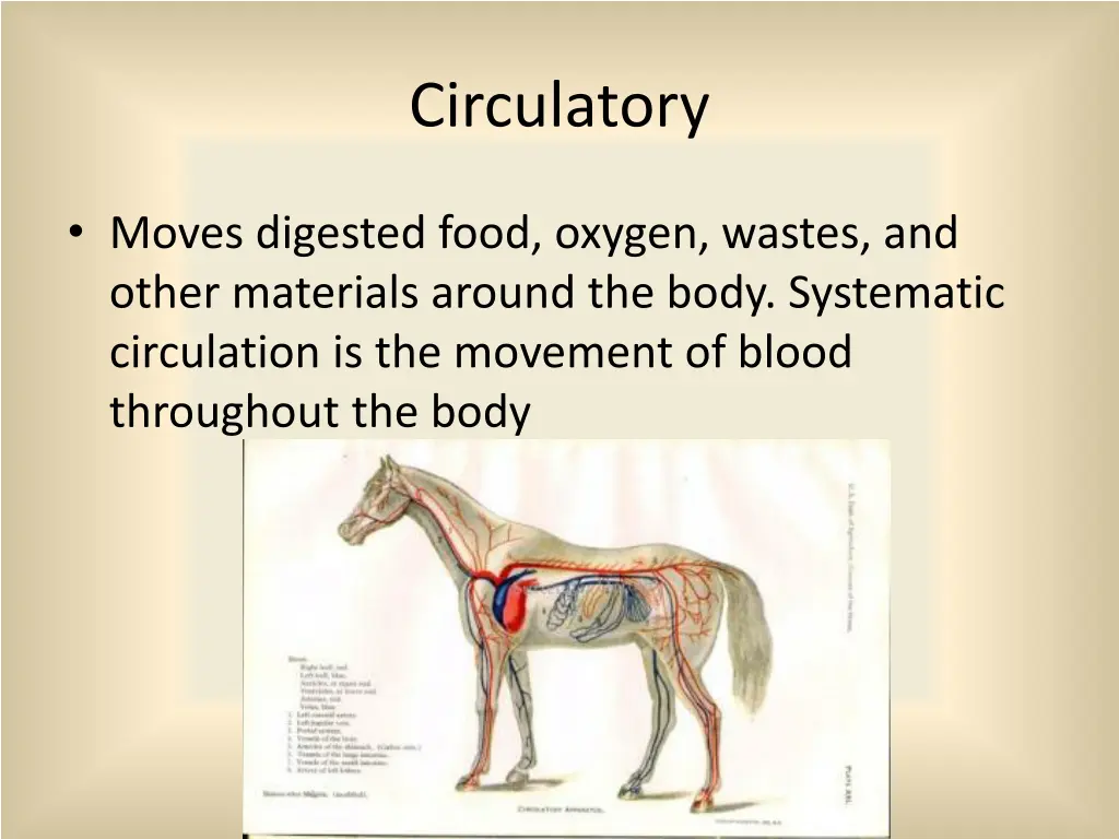 circulatory