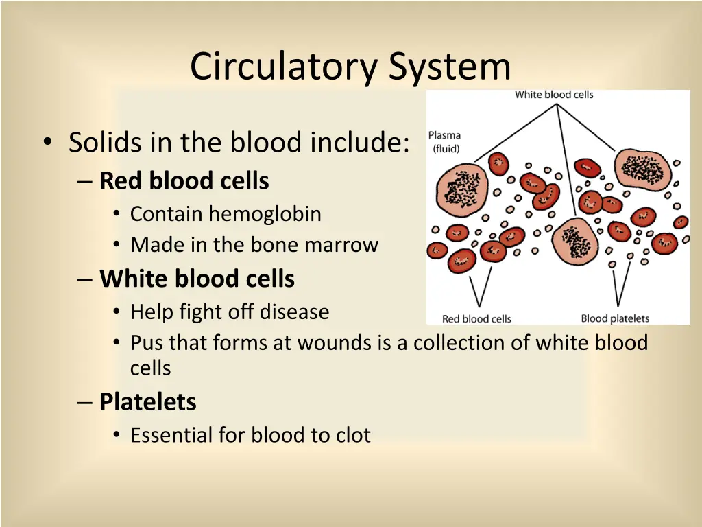 circulatory system 1