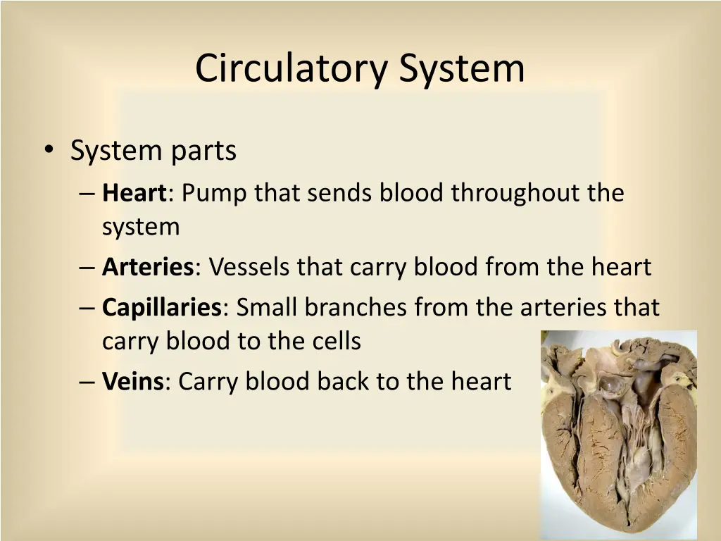 circulatory system 2