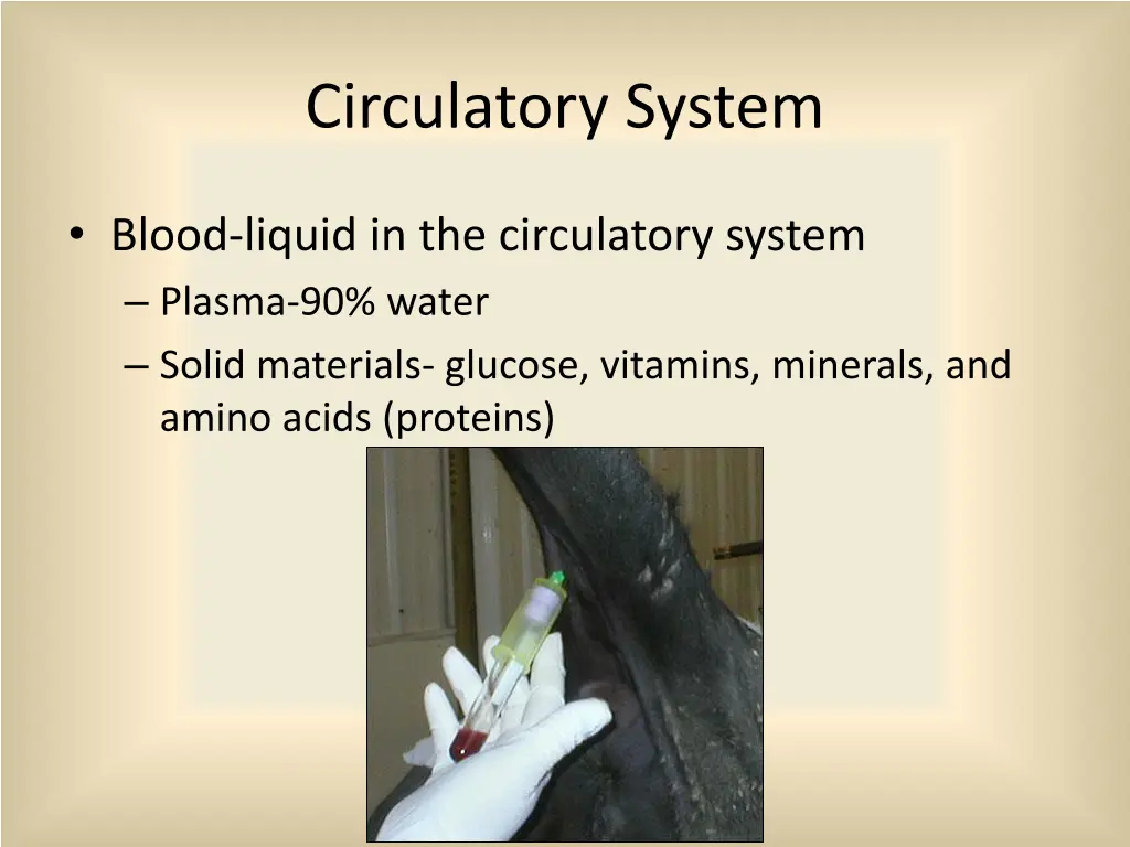 circulatory system