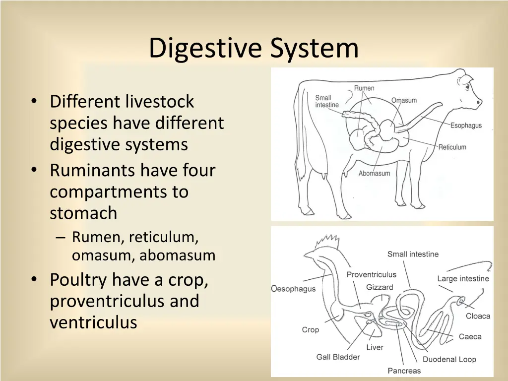 digestive system 1