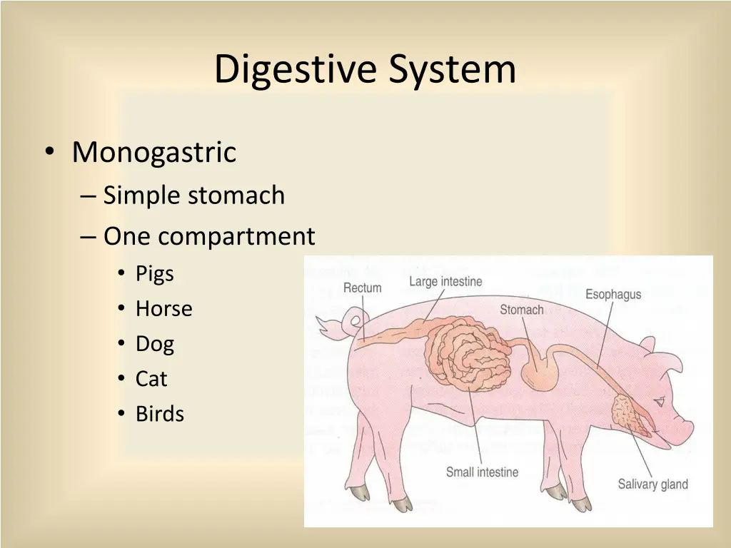 digestive system 2