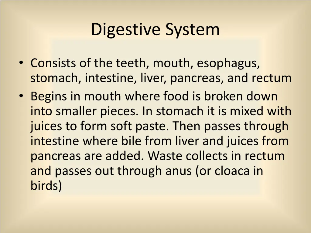 digestive system