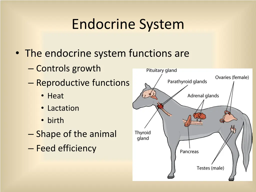 endocrine system