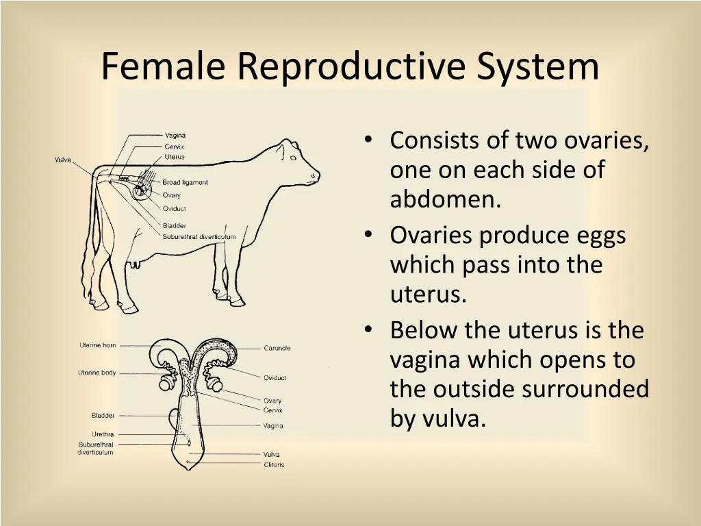 female reproductive system