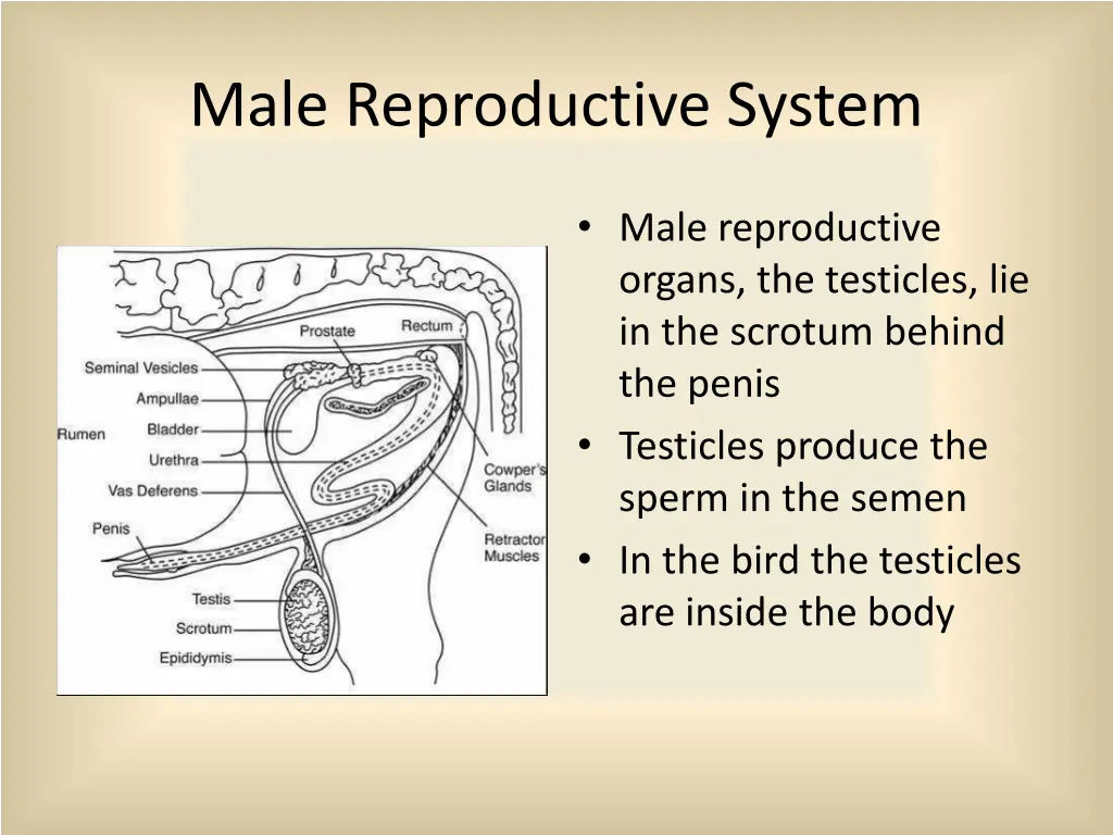 male reproductive system