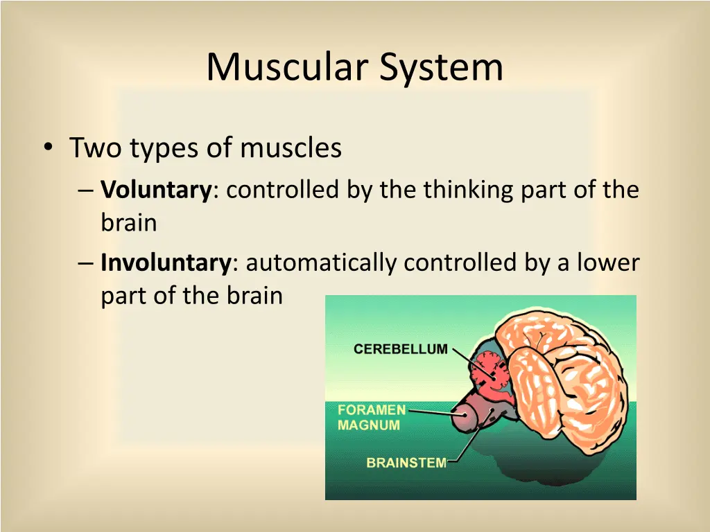 muscular system 2