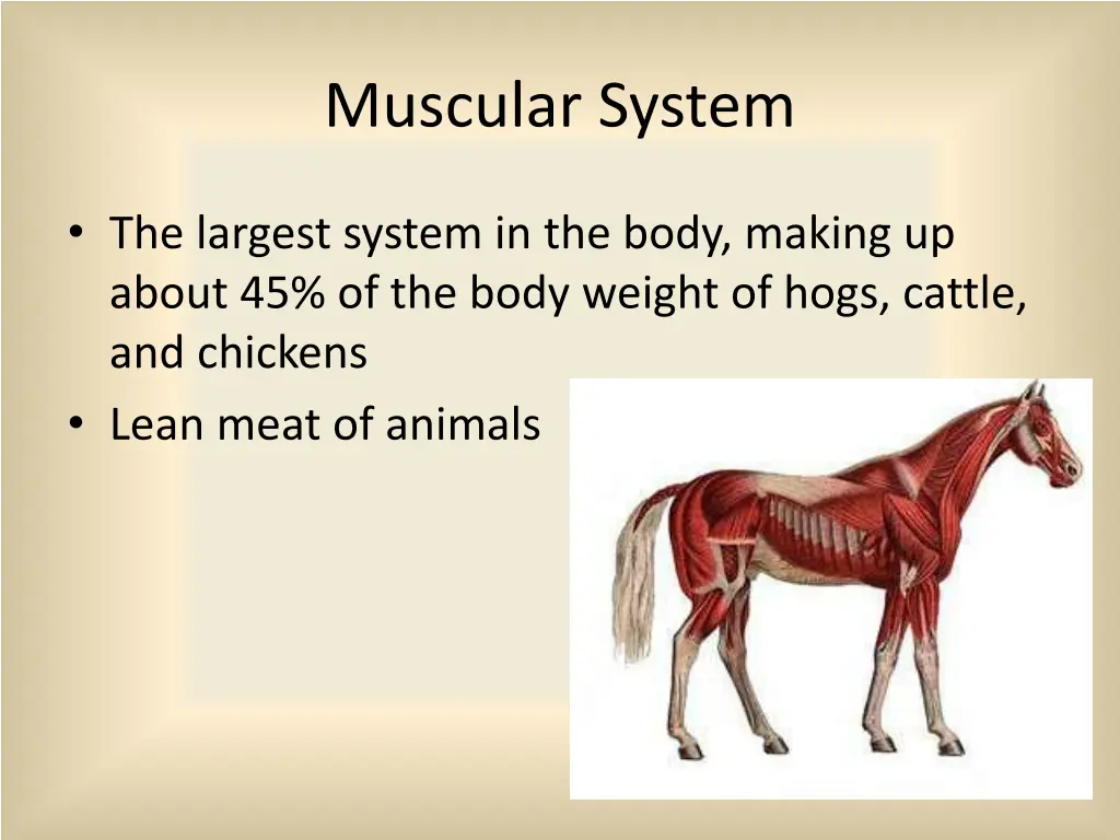 muscular system