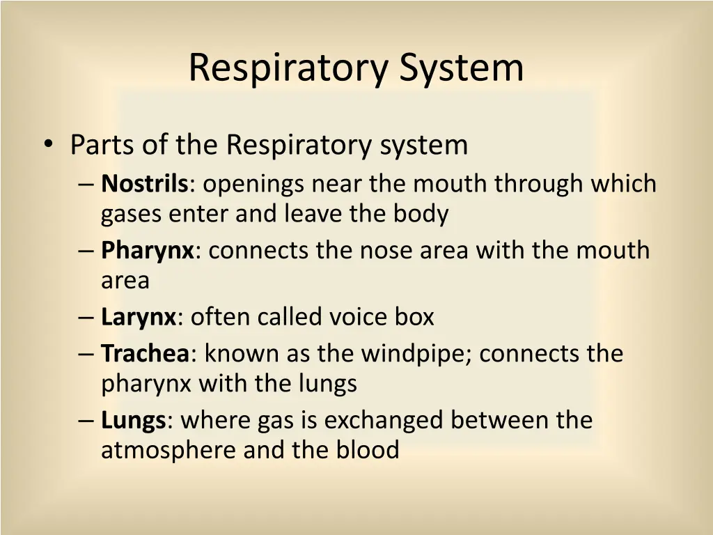 respiratory system 1