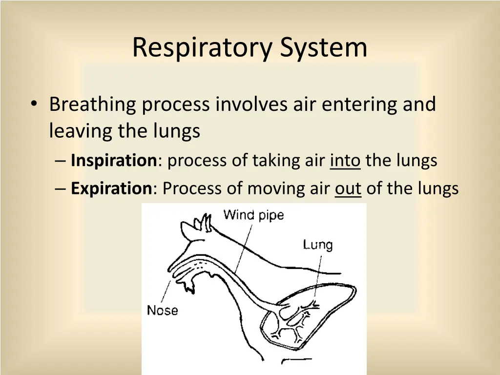 respiratory system 2