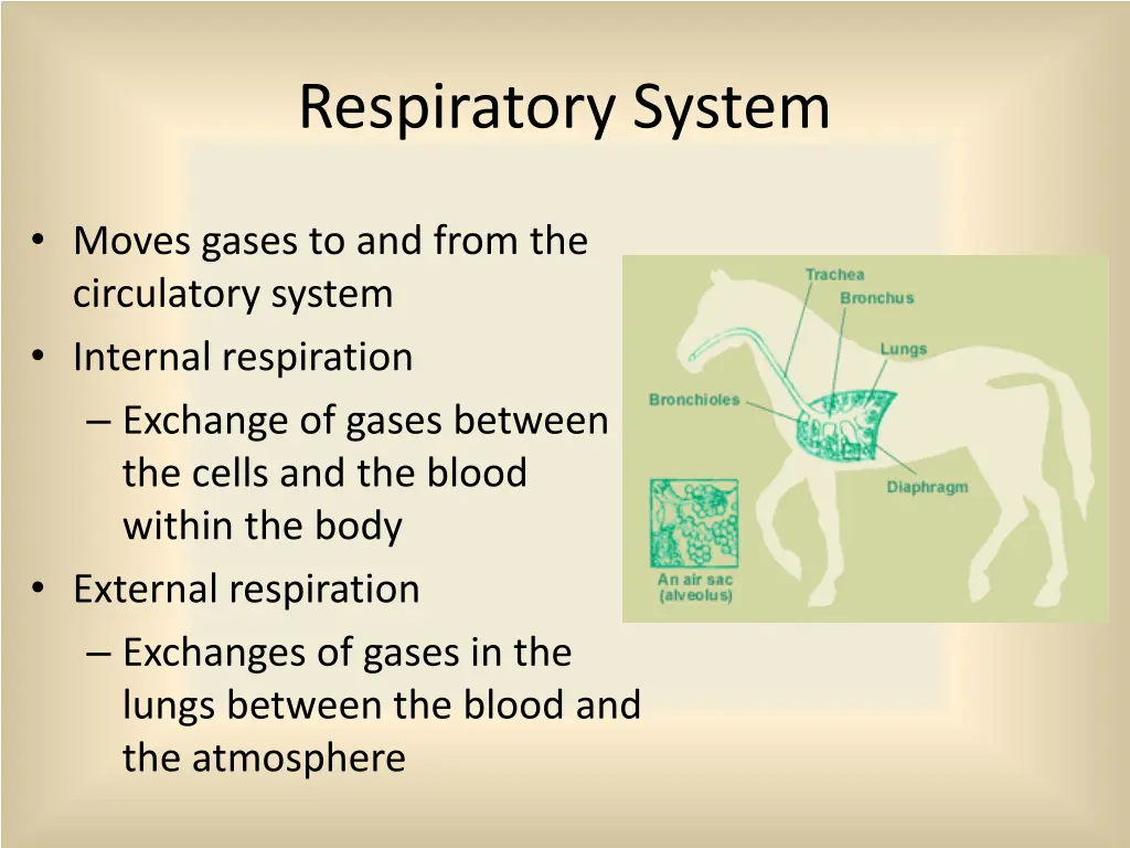 respiratory system