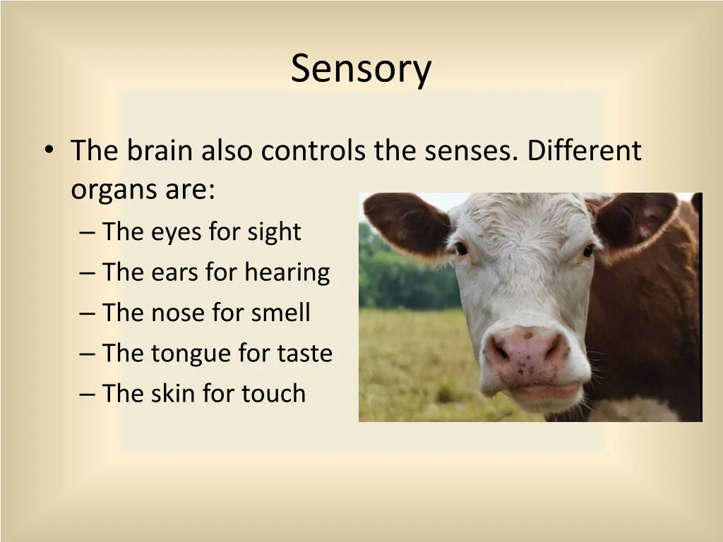 sensory