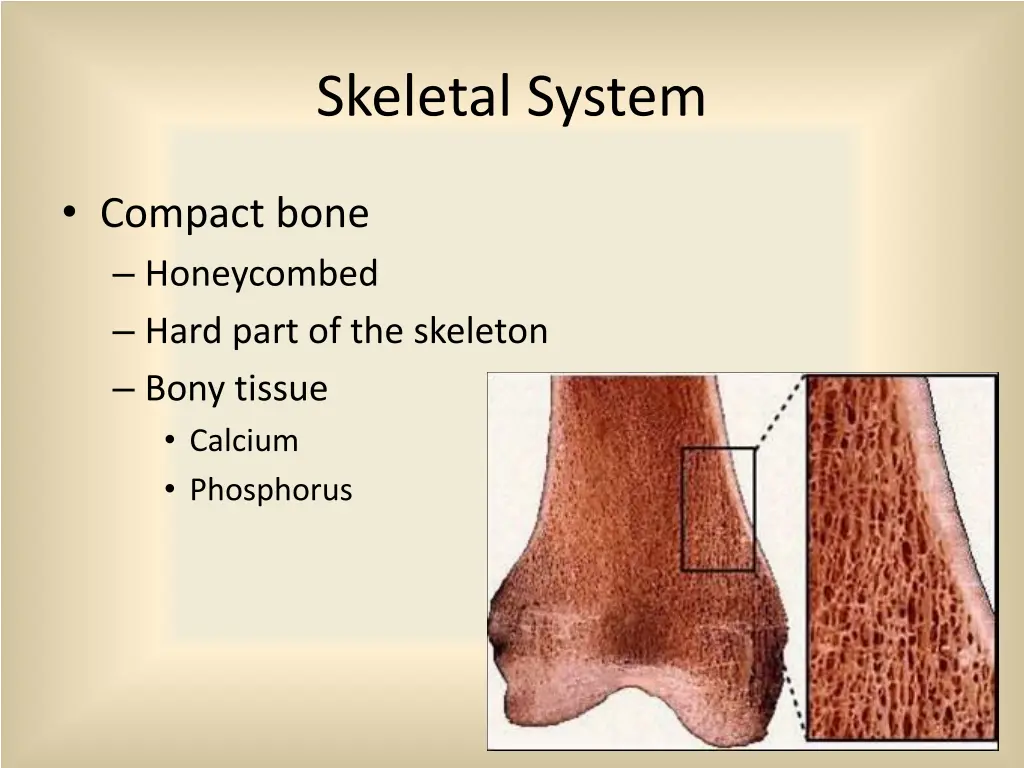 skeletal system 1