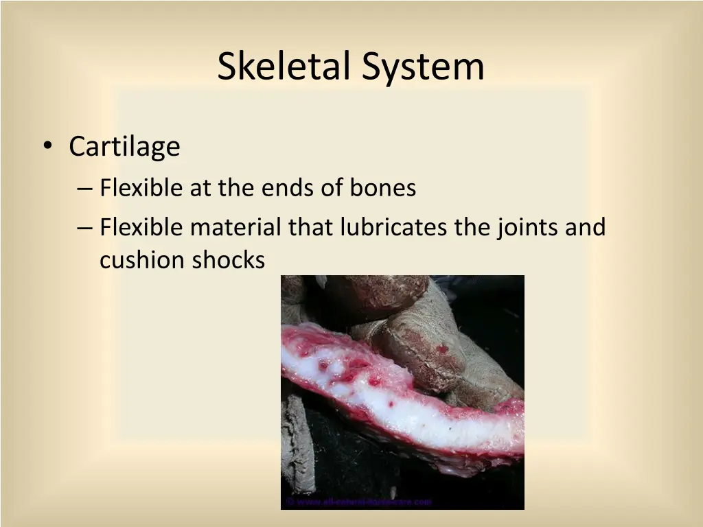 skeletal system 2