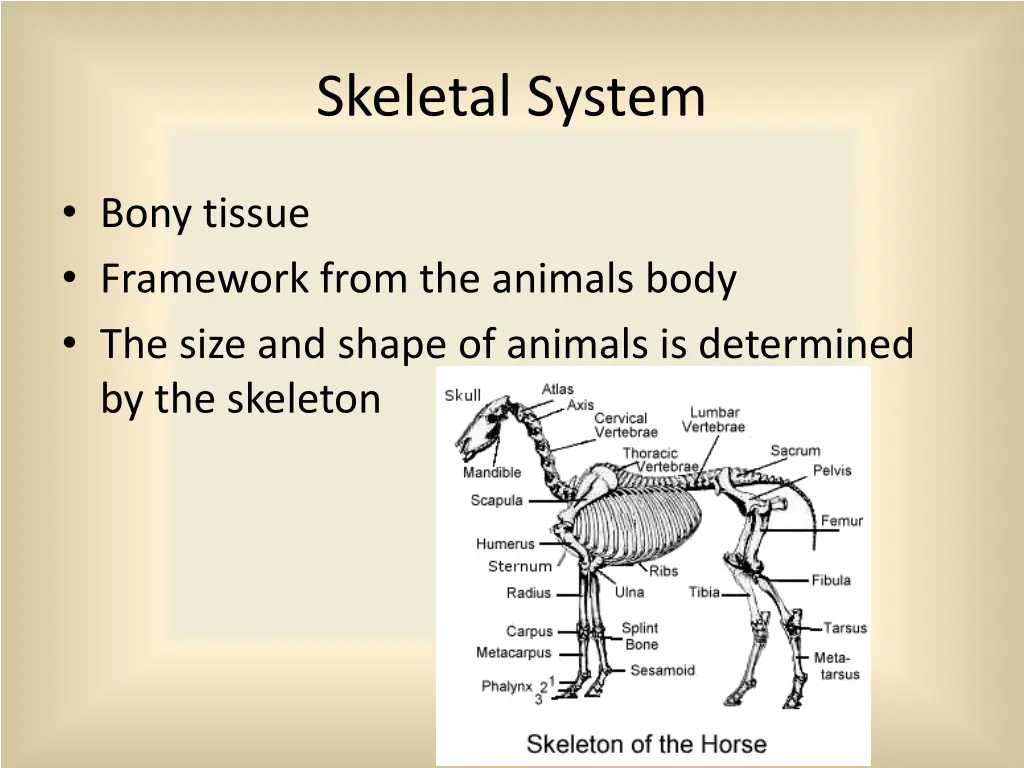 skeletal system