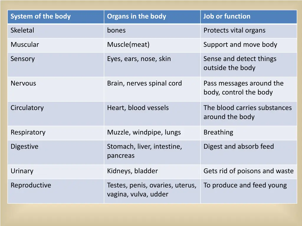 system of the body