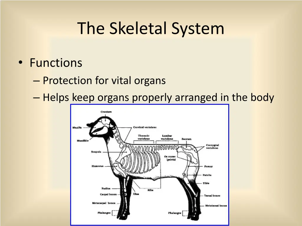 the skeletal system