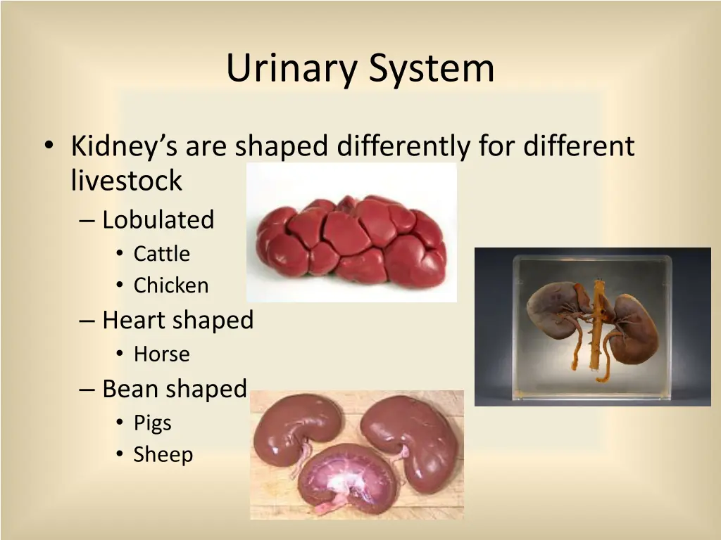 urinary system 1