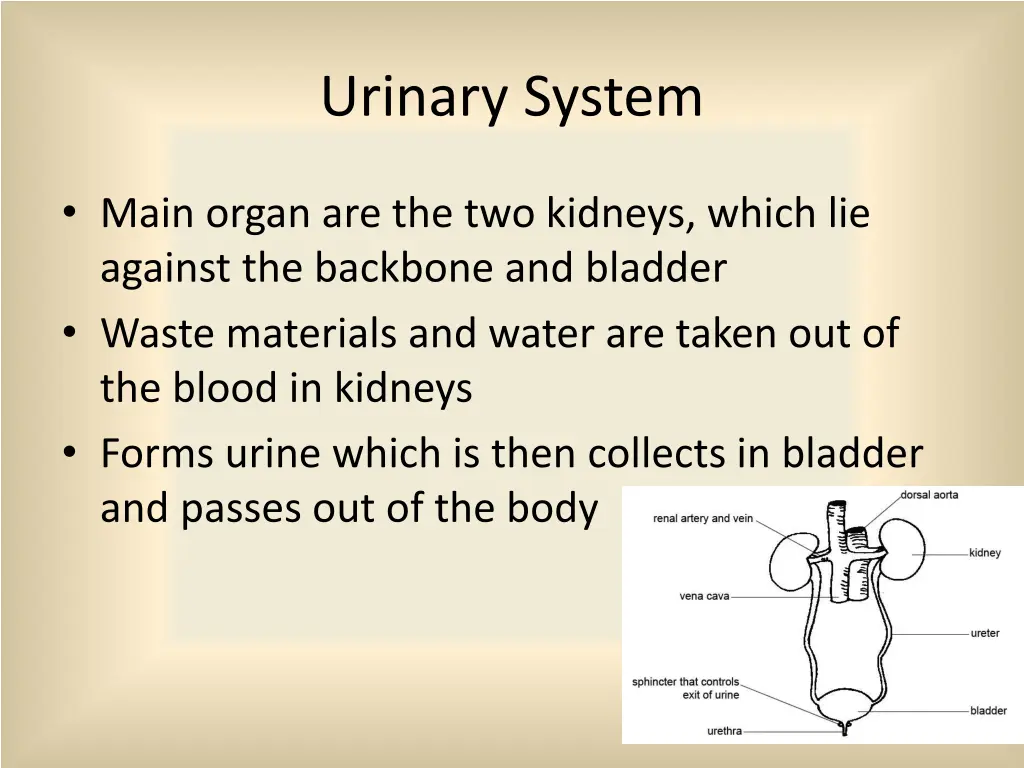 urinary system