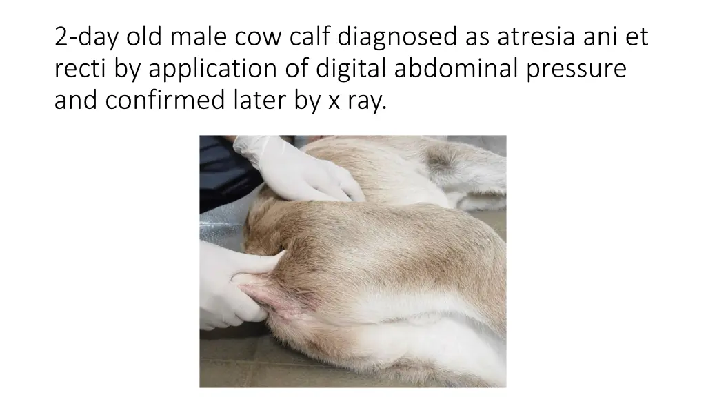 2 day old male cow calf diagnosed as atresia