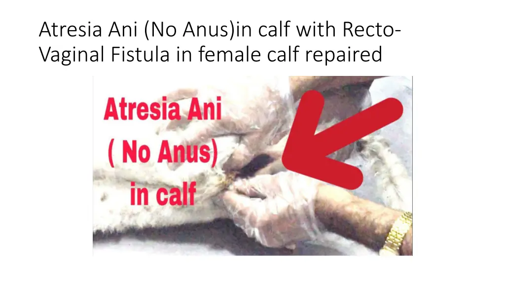 atresia ani no anus in calf with recto vaginal