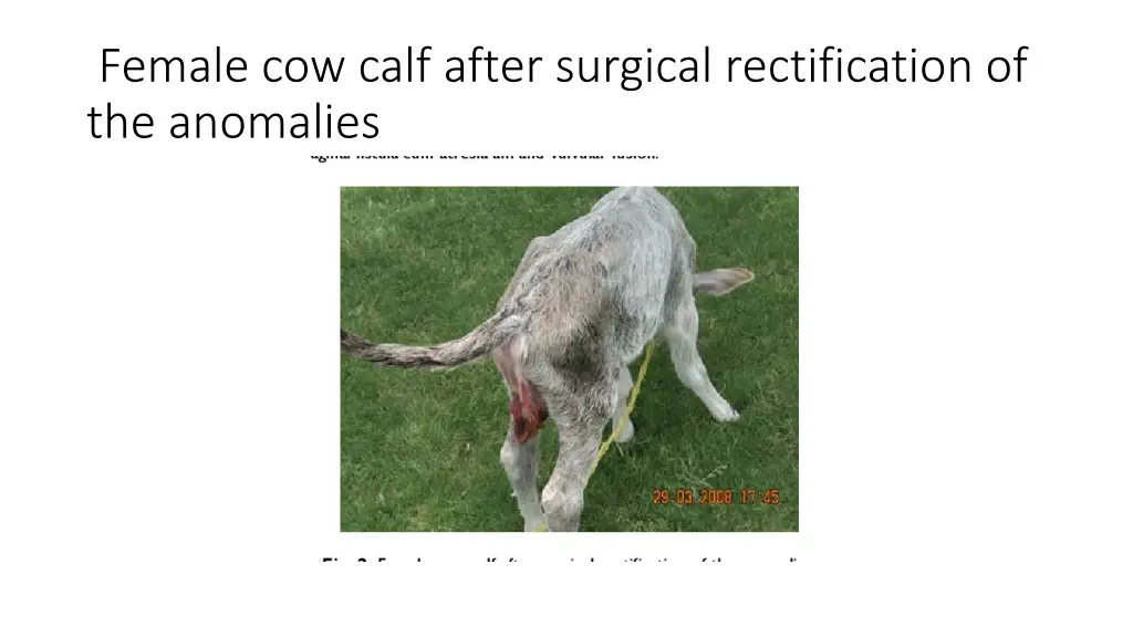 female cow calf after surgical rectification