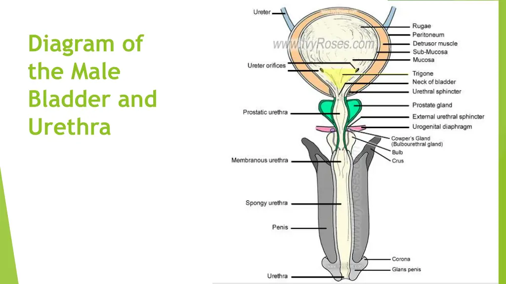 diagram of the male bladder and urethra