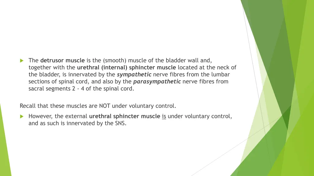 the detrusor muscle is the smooth muscle