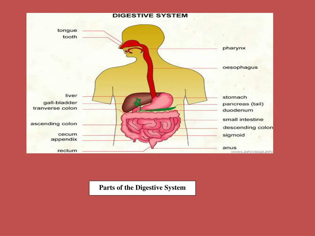 parts of the digestive system 1