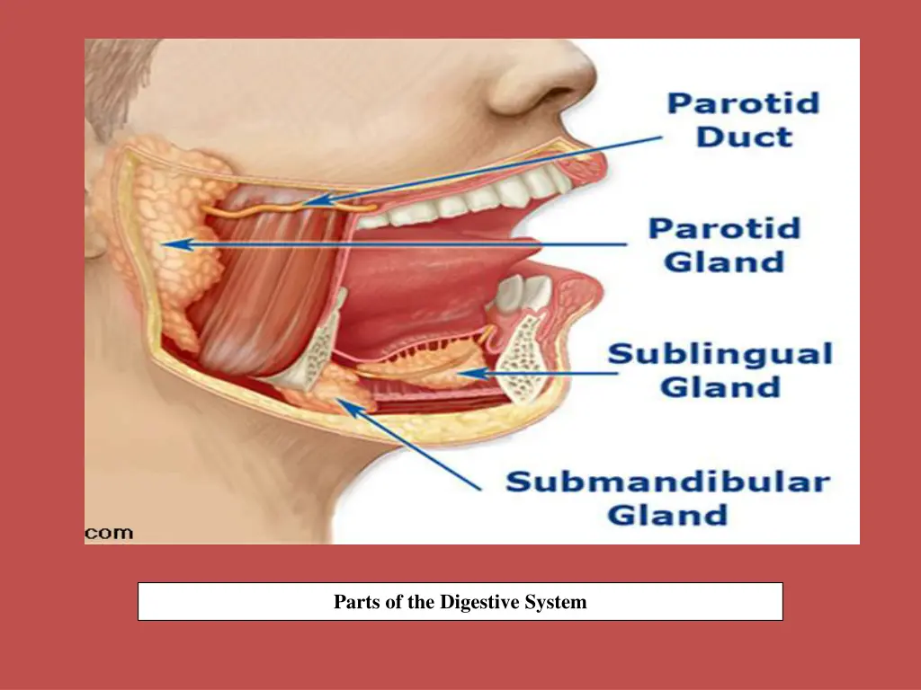 parts of the digestive system