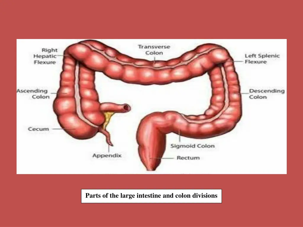 parts of the large intestine and colon divisions