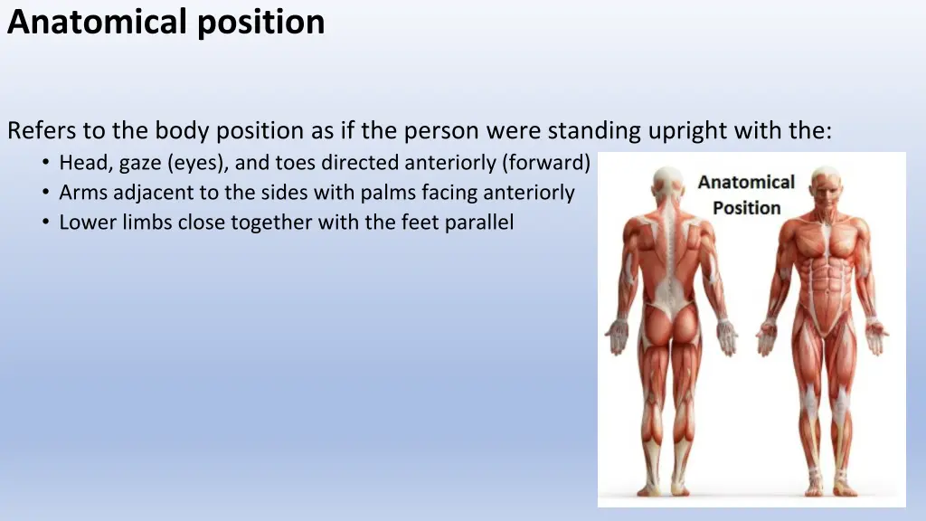 anatomical position