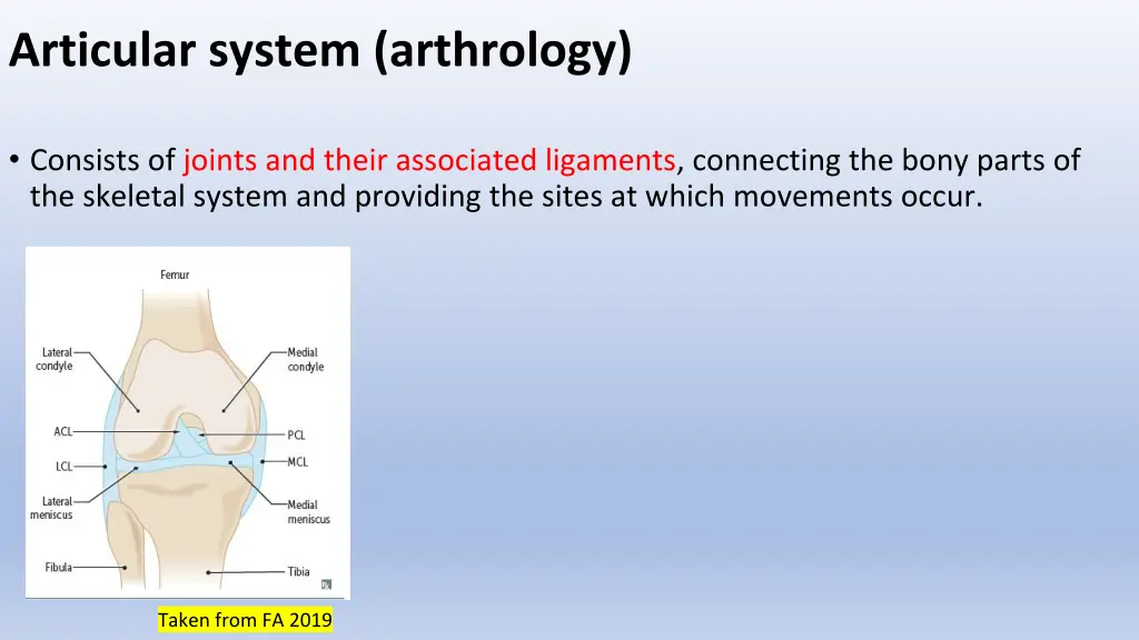 articular system arthrology